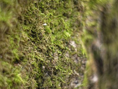 Kışın ağaçta yeşil yosun, Rusya