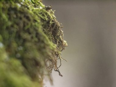 Kışın ağaçta yeşil yosun, Rusya