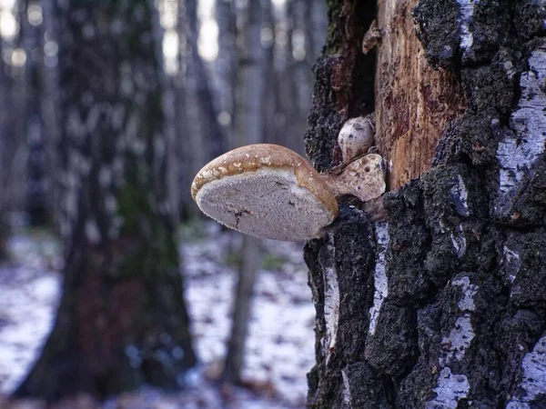 나무의 곰팡이는 겨울에 러시아의 자작나무에서 자랐다 — 스톡 사진