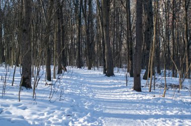 Açık bir günde ormanda çok fazla kar olur, Moskova.