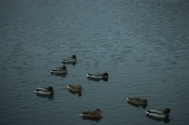 Ördekler bulutlu bir sonbahar sabahında nehirde yüzerler, Moskova