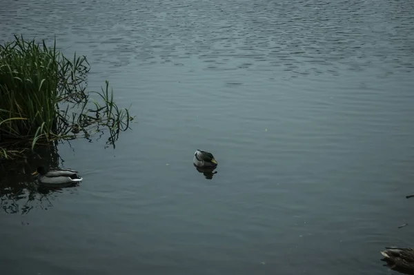 莫斯科 秋天的一个多云的早晨 鸭子在河里游泳 — 图库照片