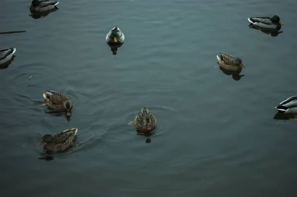 Enten Schwimmen Fluss Einem Bewölkten Herbstmorgen Moskau — Stockfoto