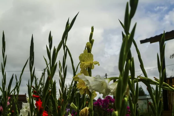 Gladioli Multicoloridos Jardim Verão Rússia — Fotografia de Stock
