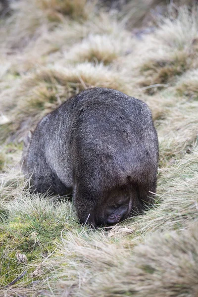 A wombats pouch with baby wombat showing, interesting rear facing pouch to allow wombat to dig.