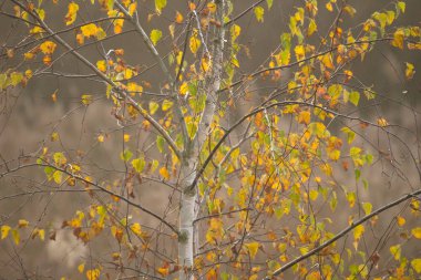 Hollanda, Oude Kene 'de sonbahar renklerinde huş ağacı