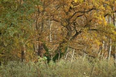 Demiryollarının, Hollanda 'nın sonbahar renklerinde meşe ağaçları