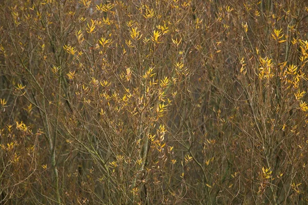 Arbustes Aux Teintes Automnales Oude Kene Pays Bas — Photo
