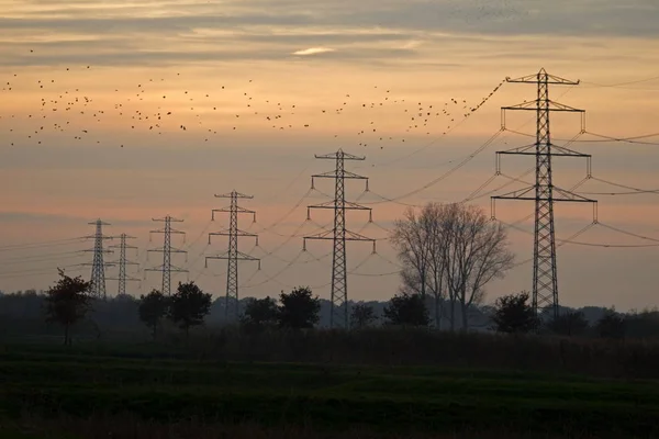 Hoogeveen Die Niederlande November 2019 Hochspannungskabel Mit Staren Bei Sonnenuntergang — Stockfoto