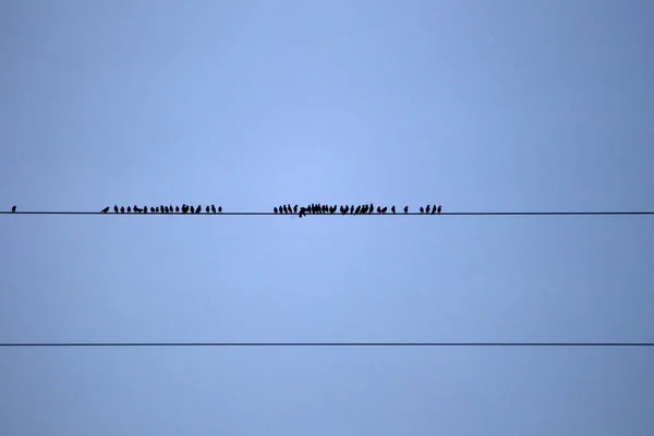 Hoogeveen Países Bajos Noviembre 2019 Cable Alta Tensión Con Estorninos —  Fotos de Stock