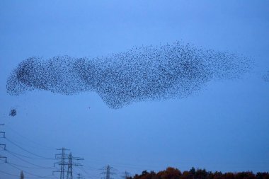 Hoogeveen, Hollanda... 17 Kasım 2019: Hollanda, Oude Kene 'de sığırcık sürüsü