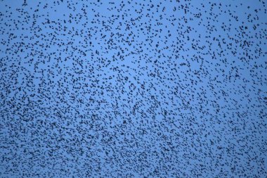 Hollanda, Oude Kene 'de sığırcık sürüsü