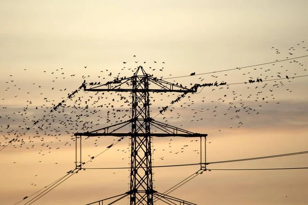 Hoogeveen Netherlands November 2019 High Voltage Cable Starlings Sunset Netherlands — Stock Photo, Image