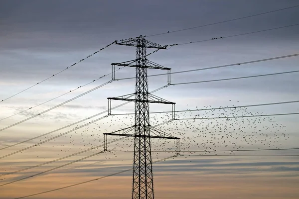 Hoogeveen Netherlands November 2019 High Voltage Cable Starlings Sunset Netherlands — Stock Photo, Image