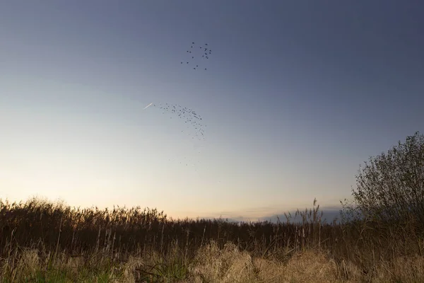 Hoogeveen Netherlands December 2019 Flock Starlings Oude Kene Hoogeveen Netherland — Stock Photo, Image