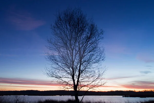 Solitary Birch Peat Pond Sunrise Dwingelderveld Netherlands — Stock Photo, Image