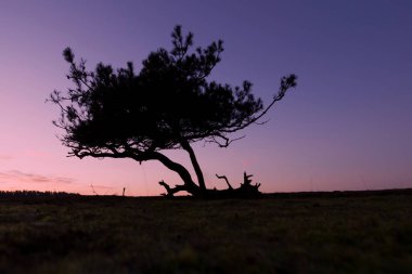 Hollanda, Dwingelderveld 'de gün doğumunda İskoçlar yas tutar.