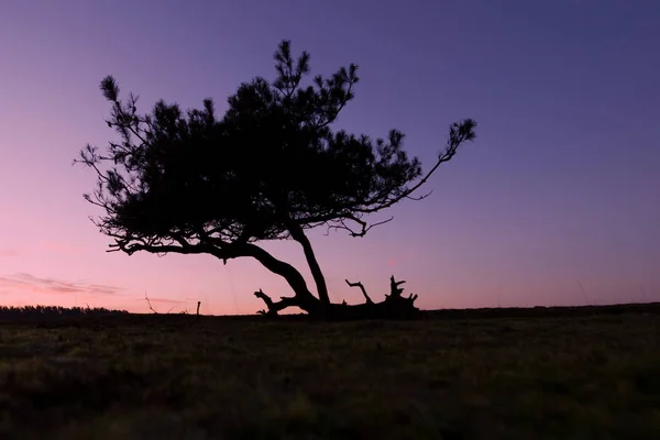 Scots Pine Sunrise Dwingelderveld Netherlands — Stock Photo, Image