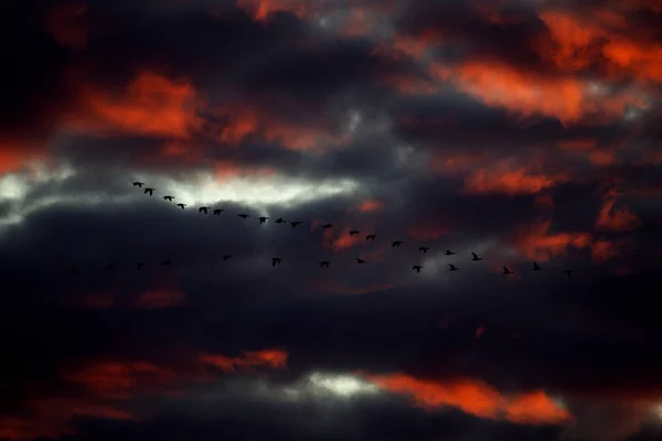 Летящие Гуси Среди Оранжевых Светящихся Утренних Облаков Над Ауде Кене — стоковое фото