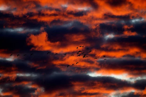 Летящие Гуси Среди Оранжевых Светящихся Утренних Облаков Над Ауде Кене — стоковое фото