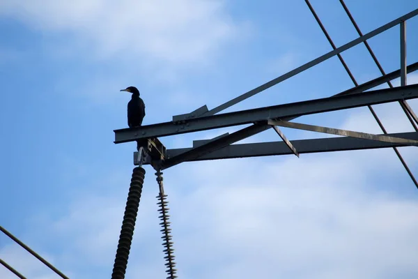 Hoogeveen Nizozemsko Prosince 2019 Cormorant Sedí Silovém Pylonu Nizozemsko — Stock fotografie
