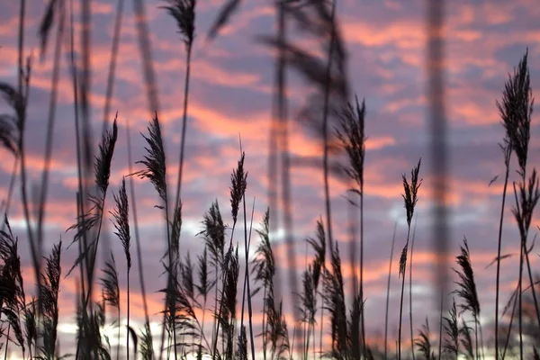 Reed plumes in the morning light in Oude Kene, Hoogeveen