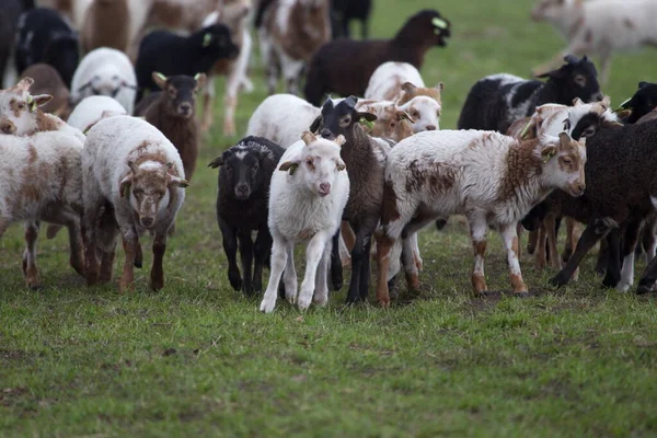 Ruinen Paesi Bassi Aprile 2020 Giovani Pecore Divertono Nel Prato — Foto Stock