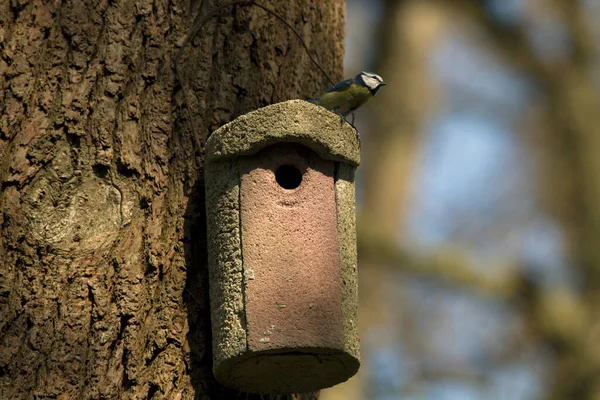 Mamas Azuis Birdhouse Hoogeveen Países Baixos — Fotografia de Stock