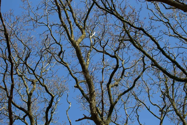 Oak Trees Blue Sky Netherland — Stock Photo, Image