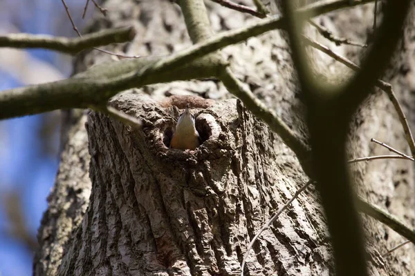 オランダのHoogeveenにある墓地のオークの巣でヌザッチ — ストック写真