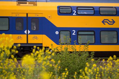 Hoogeveen, Hollanda - 26 Nisan 2020: Hollanda Hoogeveen 'deki Oude Kene doğa koruma alanında Brassica napus ile sarı tren