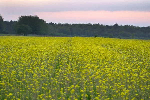 Fält Med Raps Ruinen Nederländerna — Stockfoto