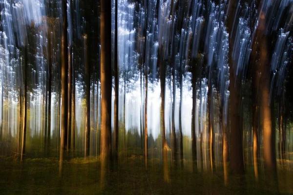 Douglas Sparren Bij Zonsopgang Boswachterij Ruinen Nederland — Stockfoto