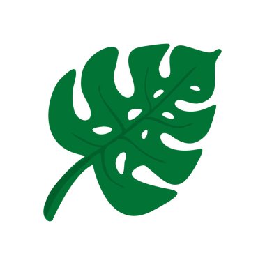 Beyaz arka planda izole edilmiş tropik bitki canavarlarının yeşil vektör yaprakları.