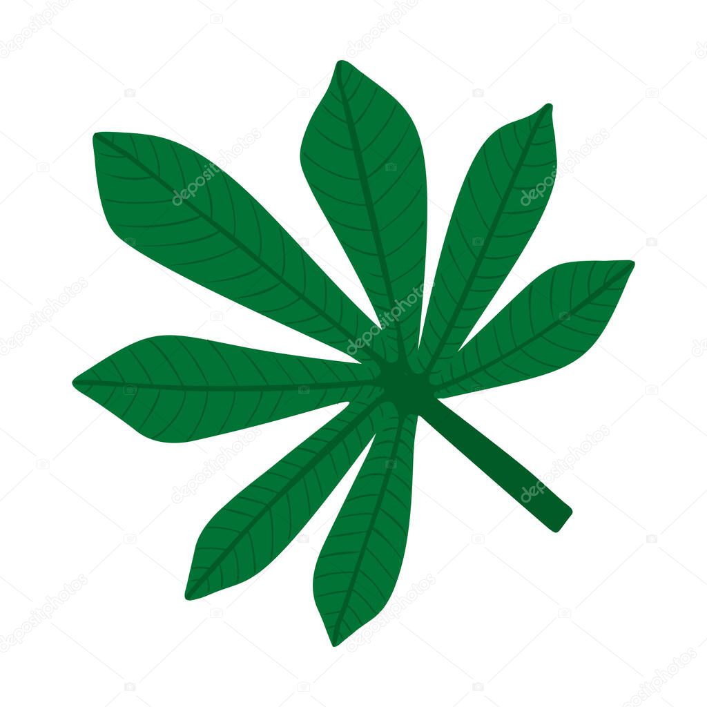 Full fresh leaf of fatsia japonica palm tree, flat vector illustration isolated on white background. Cartoon cute hand drawing of fatsia japonica palm tree leaf, jungle forest design element