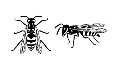 Böcek arısı seti, siyah eşekarısı silueti. İğneleyici bir böcek, bir böcek. Düz tasarım üst ve yan görünüm... vektör illüstrasyonu beyaz arkaplanda izole.