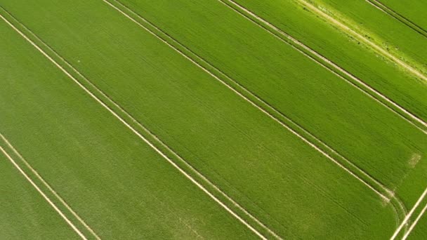 Campos de trigo verde en primavera — Vídeo de stock