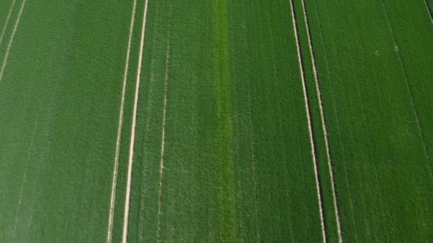 Campos de trigo verde en primavera — Vídeo de stock