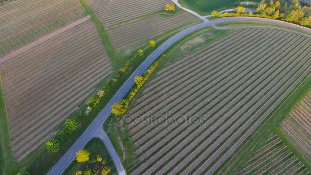 Деревенская дорога через виноградники в сумерках — стоковое видео