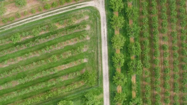 Vista aérea da plantação de árvores de fruto - Rheingau, Alemanha — Vídeo de Stock