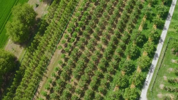 Letecký pohled na ovocné plantáže - Rheingau, Německo — Stock video