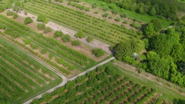 A légi felvétel a gyümölcs ültetvény - Rheingau, Németország — Stock videók