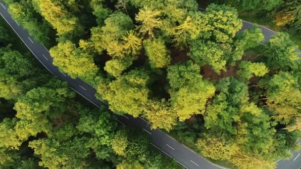 Vista aérea de uma estrada através da floresta — Vídeo de Stock