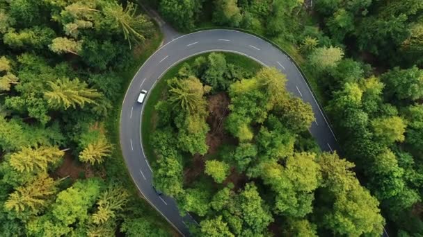 Letecký pohled na silnici v lese — Stock video