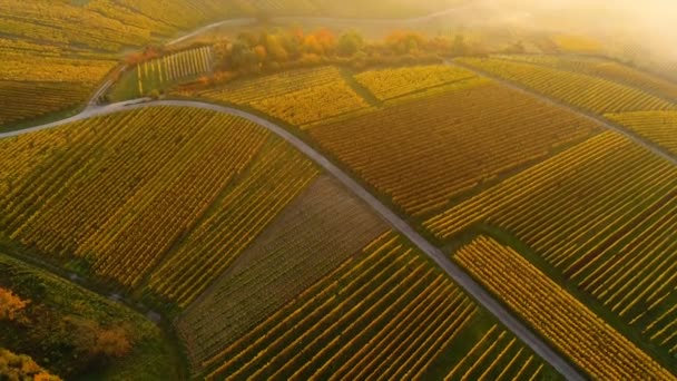 Vista aérea sobre viñedos otoñales — Vídeo de stock