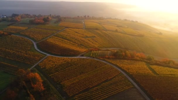 Вид с воздуха на осенние виноградники — стоковое видео