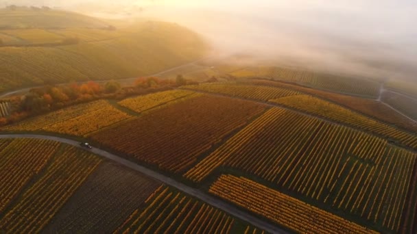 Luchtfoto uitzicht over herfst wijngaarden — Stockvideo