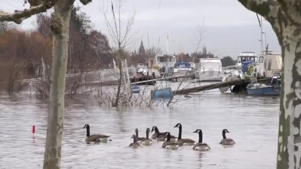 Flood River Rhine Oestrich Winkel Germany Caused Extreme Rainfall — Stock Video