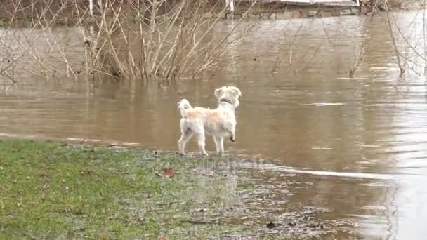 Flood River Rhine Oestrich Winkel Germany Caused Extreme Rainfall — Stock Video