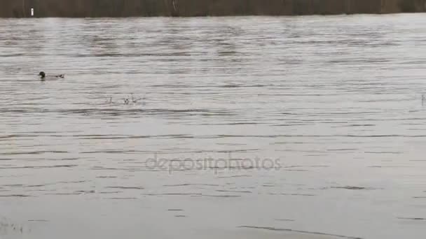 Inundación Rin Oestrich Winkel Alemania Causada Por Precipitaciones Extremas — Vídeo de stock